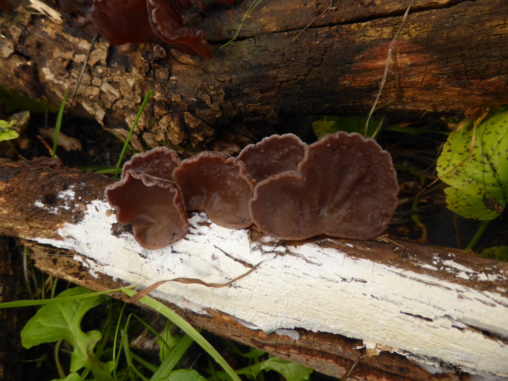 Auricularia-auricula-judae-10-Judasohr-Mu-Err-polytricha-Gallertpilz-Pilzkurse-Stuttgart-Baden-Württemberg