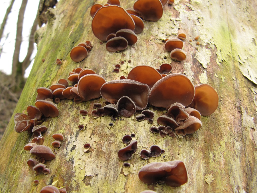 Auricularia-auricula-judae-2-Judasohr-Mu-Err-polytricha-Gallertpilz-Pilzkurse-Hessen-Bayern-Rhön-Eifel