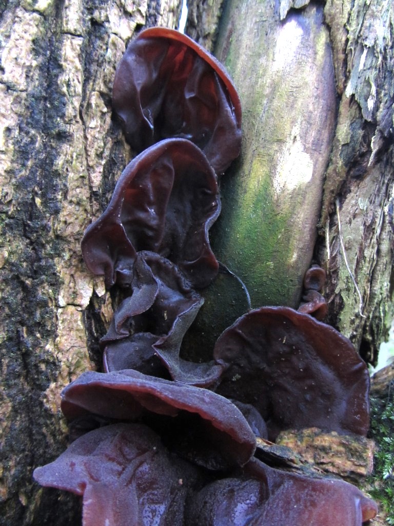 Auricularia-auricula-judae-3-Judasohr-Mu-Err-polytricha-Gallertpilz-Pilzkurse-Pilzschule-Schwäbischer-Wald-Schweiz-Österreich