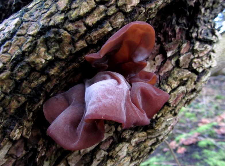 Auricularia-auricula-judae-4-Judasohr-Mu-Err-polytricha-Gallertpilz-Pilzkurse-Stuttgart-Baden-Württemberg