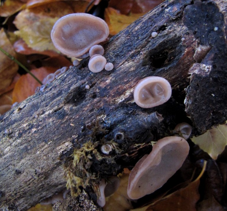 Auricularia-auricula-judae-5-Judasohr-Mu-Err-polytricha-Gallertpilz-Pilzkurse-Stuttgart-Baden-Württemberg