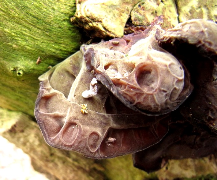 Auricularia-auricula-judae-7-Judasohr-Mu-Err-polytricha-Gallertpilz-Pilzkurse-Stuttgart-Baden-Württemberg