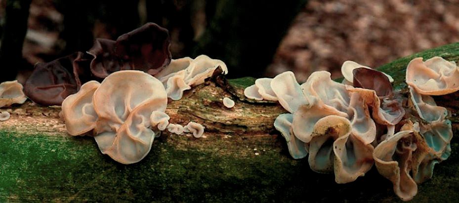 Auricularia-auricula-judae-9-Judasohr-Mu-Err-polytricha-Gallertpilz-Pilzkurse-Stuttgart-Baden-Württemberg