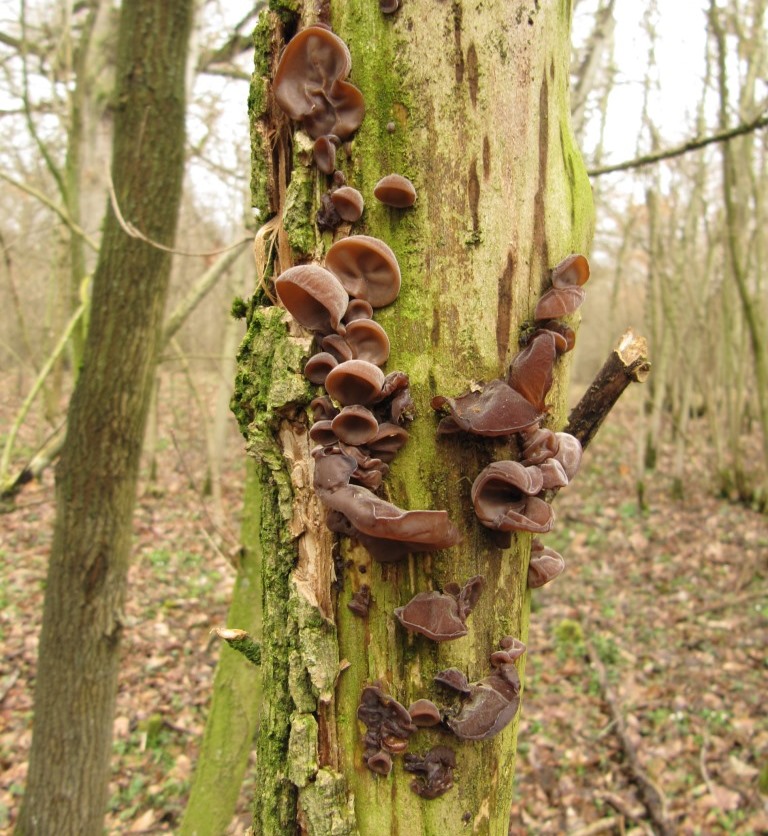 Auricularia-auricula-judae-Judasohr-Mu-Err-polytricha-Gallertpilz-Pilzkurse-Stuttgart-Baden-Württemberg