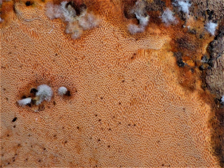 Auriporia aurulenta 3 Poren rund Eifel Nationalpark Biodiversitaet Krieglsteiner PIlzschule Schwaebischer Wald Mikroskopische Bestimmung Pilzexpertin