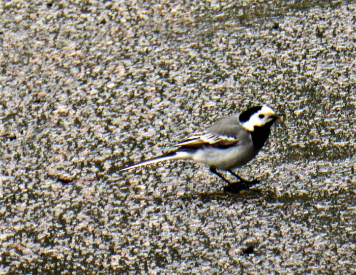 Bachstelze Motacilla alba Stelzen Pieper Motacillidae Passeriformes Sperlingsvoegel Singvogel Strasse Norwegen Nationalpark Jotunheimen BirdWatching PilzCoach Naturerlebnis Krieglsteiner PIlzschule