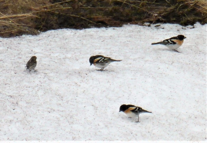 Bergfink Fringilla montifringilla Finkenvoegel Singvogel Sperlingsvoegel Koernerfresser Wintergast Durchzug Flieder Winterfuetterung nordische Gaeste Norwegen Nationalpark Dovrefjell Krieglsteiner