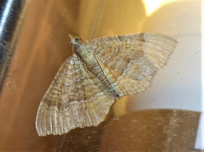 Blattspanner Ockergelber Wellenspanner Camptogramma bilineata Geometridae Lepidoptera Nachtschmetterlinge Naturgarten Biodiversitaet Artenvielfalt kein Duenger Pilzkunde