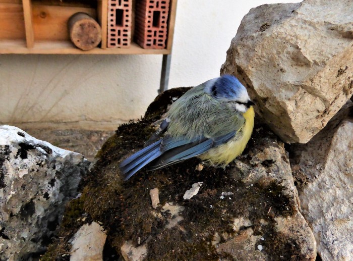 Blaumeise Cyanistes Parus caeruleus Bakterium Suttonella ornithicola Naturgarten Insektenhotel Kalksteinmauer PIlzkunde Pilzschule PIlzkurse Pilzfuehrungen Krieglsteiner