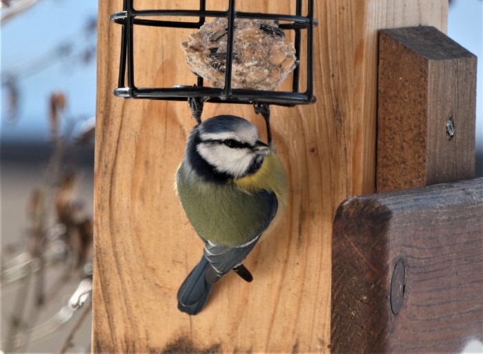 Blaumeise Cyanistes caeruleus Paridae Passeriformes Singvoegel Sperlingsvoegel Pilzexpertin Katharina Krieglsteiner PIlzschule Schwaebischer Wald Pilzkurse PSV Ausbildung Naturgarten PIlzCoach Faerbekurs