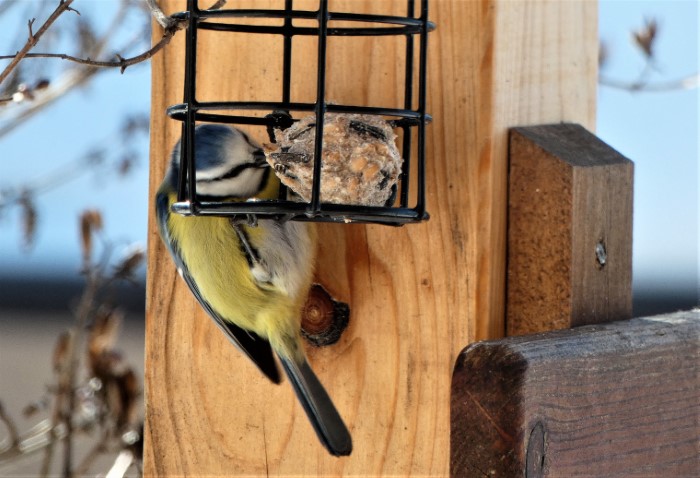 Blaumeise Cyanistes caeruleus Paridae Passeriformes Singvoegel Sperlingsvoegel Pilzexpertin Katharina Krieglsteiner PIlzschule Schwaebischer Wald Pilzkurse PSV Ausbildung Naturgarten PIlzCoach