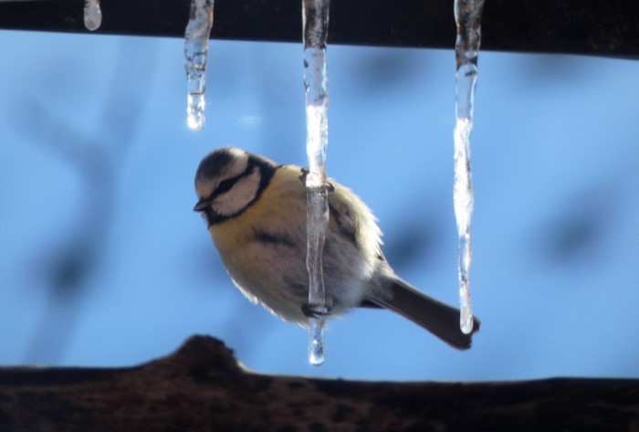 Blaumeise Cyanistes caeruleus Paridae Passeriformes Singvoegel Sperlingsvoegel Pilzexpertin Katharina Krieglsteiner PIlzschule Schwaebischer Wald Pilzkurse PSV Ausbildung PilzCoach Umweltingenieurin