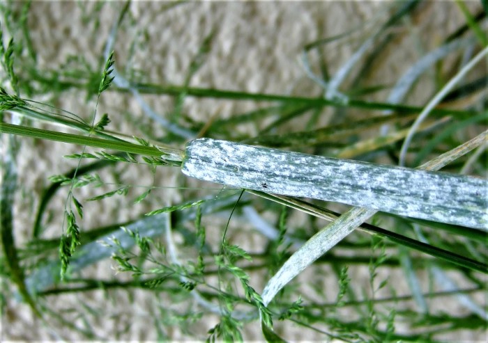 Blumeria graminis Erysiphe Gras Mehltau Erysiphales Schlauchpilze Ascomycet obligater Parasit Poa trivialis Bromus hordeaceus Parasitenkurs Feldmykologe PIlzschule Krieglsteiner