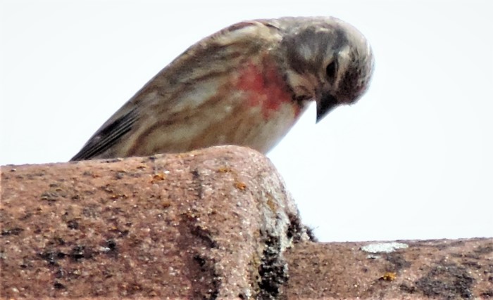 Bluthaenfling Carduelis Linaria cannabina Finken Fringillidae Singvoegel Passeriformes Sperlingsvoegel Pilzexpertin Katharina Krieglsteiner Pilzschule Faerbekurse PillzCoach PSV Ausbildung