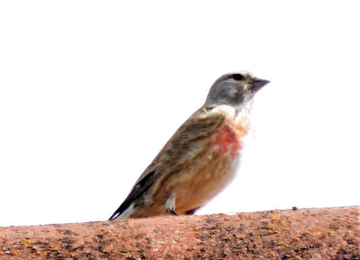 Bluthaenfling Carduelis Linaria cannabina Finken Fringillidae Singvoegel Passeriformes Sperlingsvoegel Pilzexpertin Katharina Krieglsteiner Pilzschule Faerbekurse PillzCoach