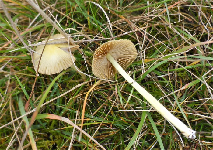 Bolbitius titubans vitellinus Gold Mistpilz Bolbitiaceae Agaricales Faserbltterpilze Saprobiont Grasreste Neuburg Donau Spraitbach Pilzschule Ruppertshofen Krieglsteiner PSV Ausbildung