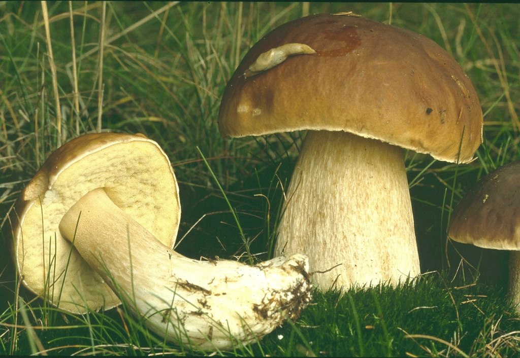 Boletus-edulis-Steinpilz-Speisepilz-essbar-Carpaccio-Stielnetz