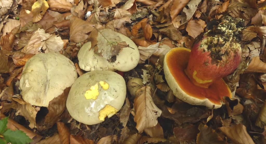 Boletus-satanas-Suillellus-satanas-Satanspilz-Kalkstein-Blau-rot-Main-giftig-Schaedelknochen