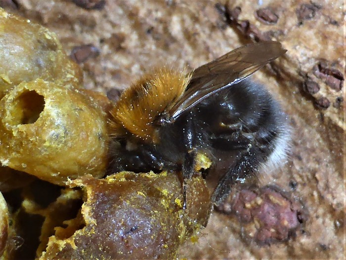 Bombus hypnorum Baumhummel Hymenoptera Apidae Gelege Aepfel Mantel Spraitbach Artenvielfalt Biodiversitaet Naturgarten ohne Pestizide kein Fertilizer Krieglsteiner