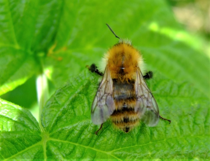 Bombus pascuorum Ackerhummel Hymenoptera Apidae Durlangen Knotige Braunwurz Scrophularia nodosa Morchelbeet Naturgarten Pilzschule Schwaebischer Wald Pilzkunde