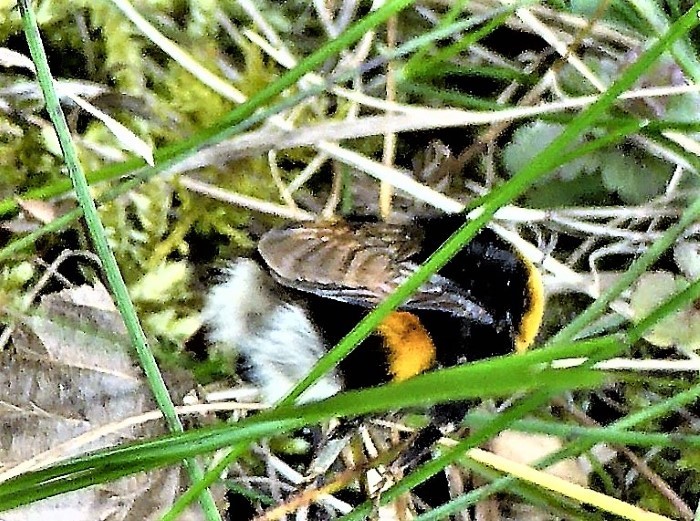 Bombus terrestris Erdhummel Mausloecher Naturgarten Nahringszone Blueten Lungenkraut Pulmoniaria officinalis Krieglsteiner Spraitbach Hymenoptera Echte Bienen Hautfluegler nafoku