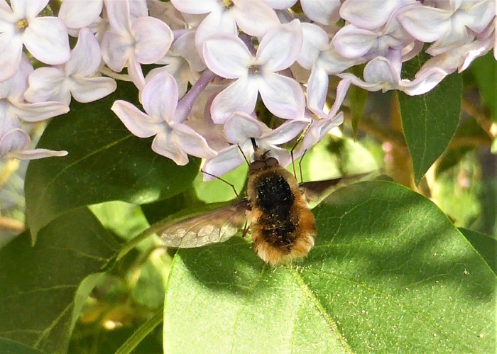 Bombylius major Grosser Wollschweber Diptera Bombylidae Syringa vulgaris Flieder Nektarsauger Hummel Insektenwelt Naturgarten oekologisch wirtschaften Insektarium