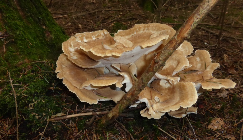 Bondarzewia-mesenterica-montana-Bergporling-Schwäbischer-Wald-Pilzschule-Stuttgart-Tanne-Abies