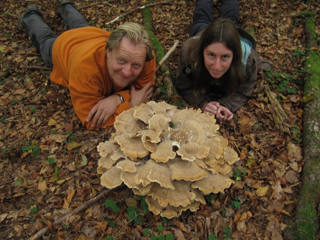 Bondarzewia-mesenterica-risengroß-Bergporling-Nationalpark-Bayerischer-Wald-Tanne-Karasch-Siemianowski