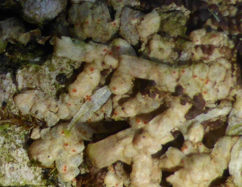 Bryocentria-metzgeriae-Pustelpilz-Lebermoos-Radula-complanata-Esche-Schwaebische-Alb-Heubach-Pilz- 800x616
