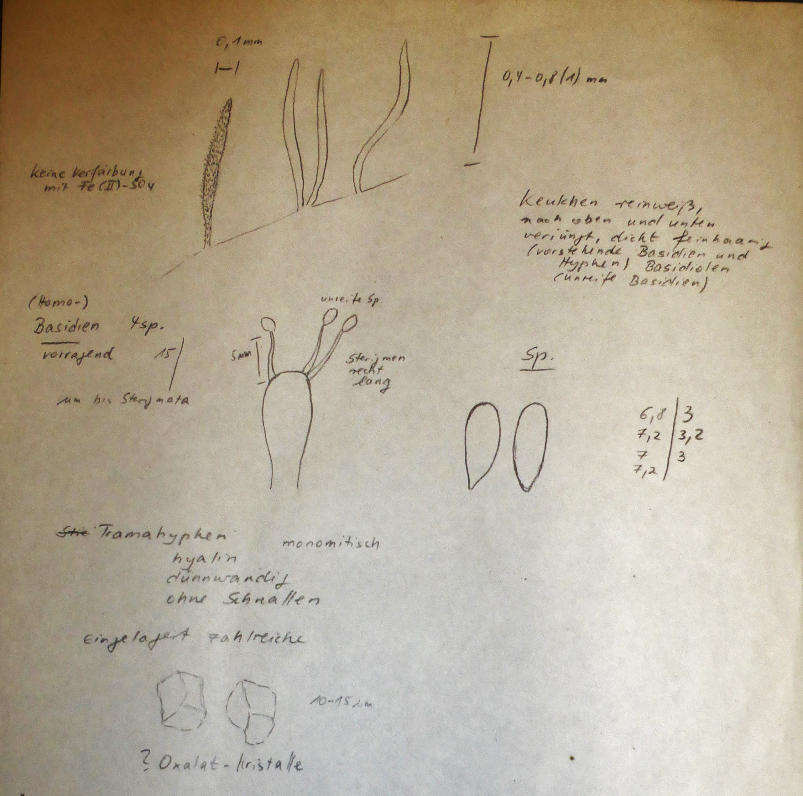 Bryopistiiaria sagittiformis 4 Ceratellopsis mucedinea Mainfranken Karlstadt Laubmoos Himmelstadt Wurzburg Dissertation Universitaet Regensburg Klaus Siepe Sporen