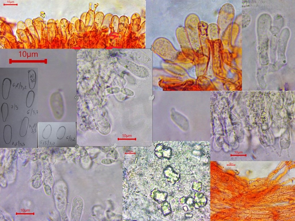 Bryopistillaria sagittiformis 2 Ceratellopsis mucedinea Brunnen Lebermoos Marchantia polymorpha Pilzschule Schwaebischer Wald Krieglsteiner Mainfranken Rhoen Rhon