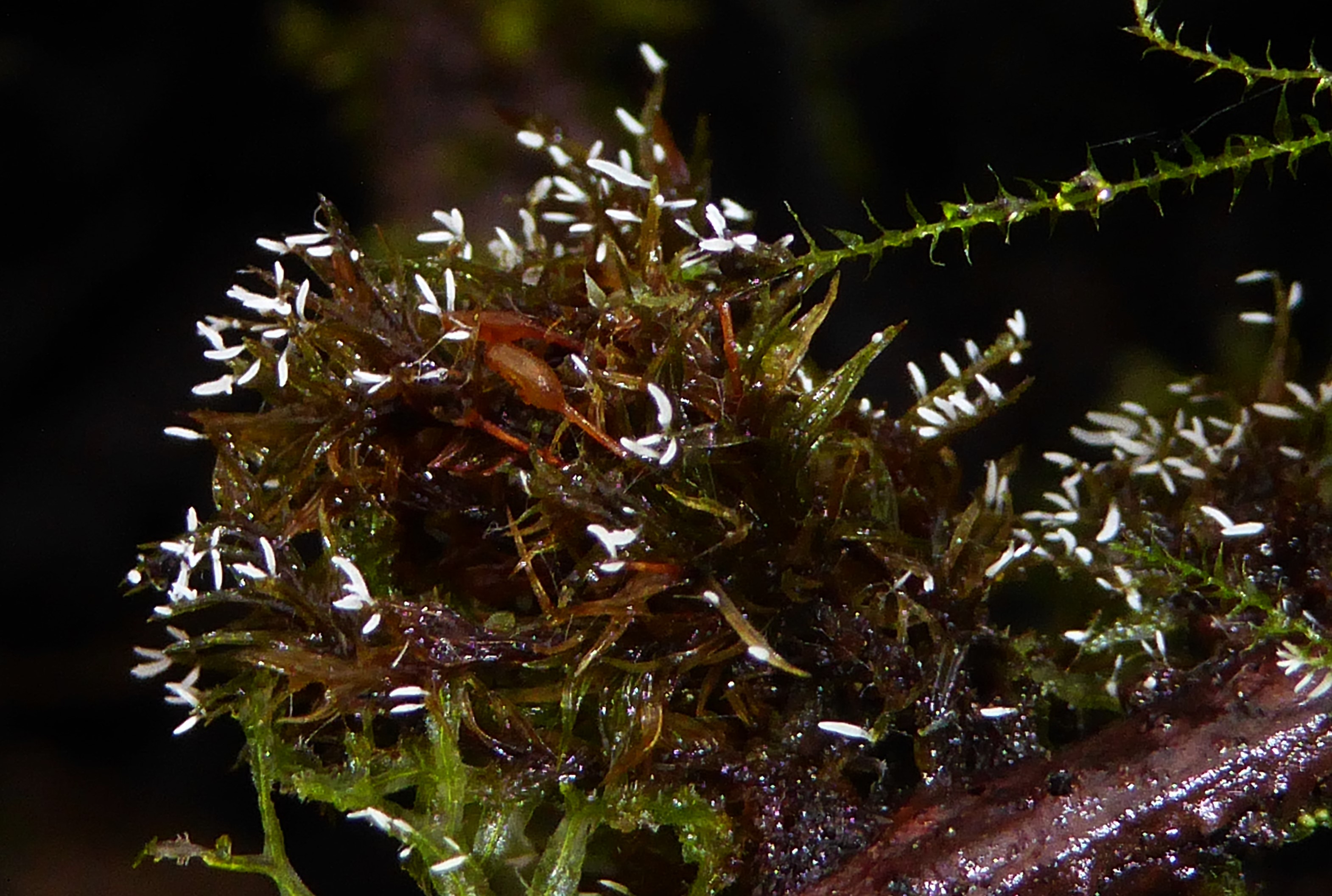 Bryopistillaria sagittiformis 6 Ceratellopsis mucedinea Nationalpark Eifel Nordrhein Westfalen Deutschland Laubmoos Ruine Vogelsang Biodiversitaetsforschung PSV