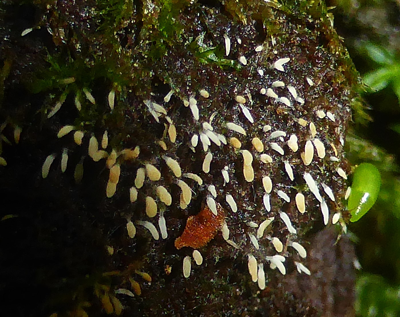 Bryopistillaria sagittiformis 7 Ceratellopsis mucedinea Heinz Sielmann Stiftung Baden Wuerttemberg Schwaebische Alb Laubmoos Krieglsteiner Olariaga Moosparasit