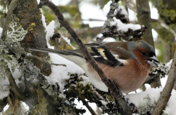 Buchfink Fringilla coelebs Koernerfresser Boden Flieder mit Flechten Schneeschauer spaete Winterfuetterung BirdWatching Fringillidae Passeriformes Singvogel Sperlingsvoegel Katharina Krieglsteiner