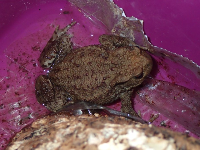 Bufo bufo Erdkroete Bofonidae Anura Froschlurche Amphibien Wirbeltiere Kellerabgang PIlzexpertin Katharina Krieglsteiner Pilzschule Schwaebischer Wald Naturgarten Artenvielfalt Frsoch