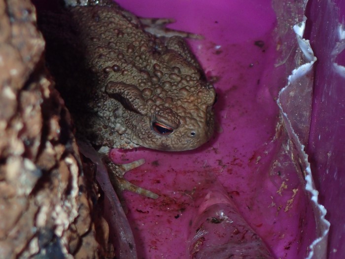 Bufo bufo Erdkroete Bofonidae Anura Froschlurche Amphibien Wirbeltiere Kellerabgang PIlzexpertin Katharina Krieglsteiner Pilzschule Schwaebischer Wald Naturgarten Artenvielfalt