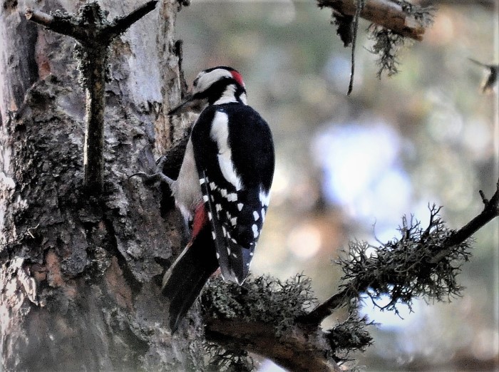 Buntspecht Dendroscopos major Grosser flechtenbehangener Nadelbaum Schwarzwald PIlzCoach Pilzexpertin Katharina Krieglsteiner PSV Ausbildung BirdWatching PIlzschule Schwaebischer Wald