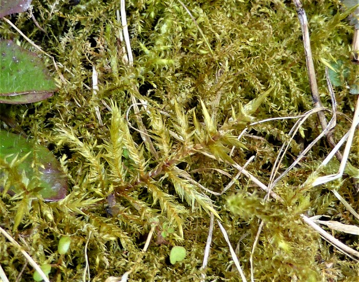 Calliergonella cuspidata Spiessmoos basenliebend basiphil duenger tolerant Naehrstoffeintraege feuchte Standorte Niedermoore kalkreiche Gartenrasen Braunmoose Drepanocladus Tomenthypnum Mooskurs