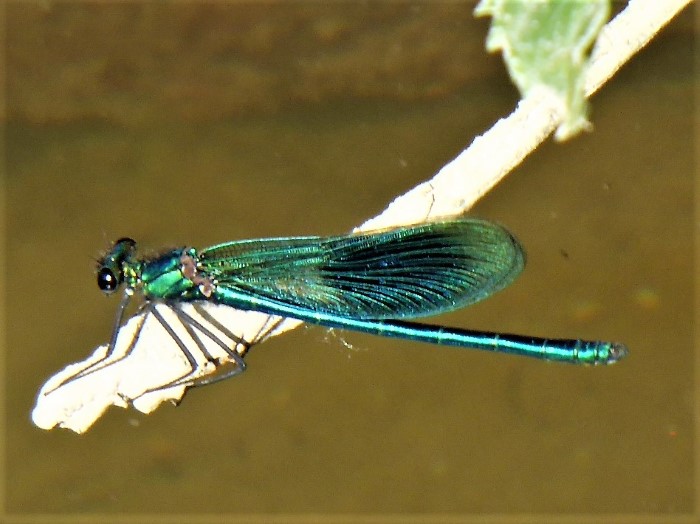 Calopteryx splendens Gebnderte Prachtjungfer Kleinlibellen Odonata Zygoptera Calopterygidae Insektenwelt Artenvielfalt Gast Naturgarten ohne Teich Biodiversitaet ohne Gift