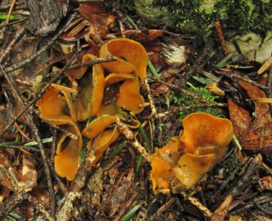 Caloscypha fulgens Kroatien Dinarisches Gebirge Nationalpark Plitvicer Seen Plitvicka jezera Abies alba Streu Leuchtender Prachtbecherling