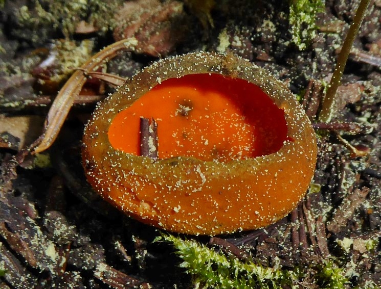 Caloscypha fulgens Leuchtender Prachtbecherling Frhlingspilze Pilzfuehrung Pilzkurs Pilzschule Schwaebischer Wald Krieglsteiner Wuerzburg Abies alba Tanne Geniculodendron