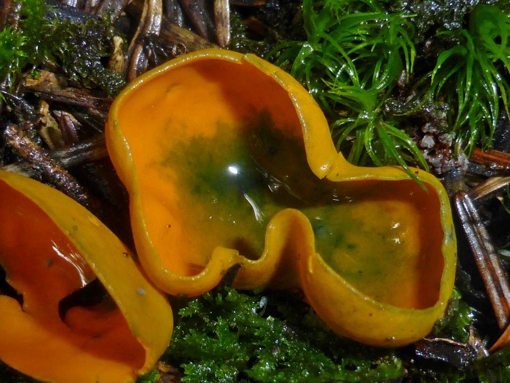 Caloscypha fulgens gruen orange Becherling Ascomycet Pezizales Fruehling Fichtensamen Schimmel Pilzschule Baden Wuerttemberg Stuttgart