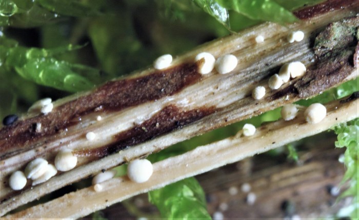 Calycina herbarum Hymenoscyphus Pezizella Kraut Staengelbecherling Saprobiont Grosse Brennnessel Urtica dioica Nahrungsfeld Feldmykologe PIlzschule Schwaebischer Wald mikroskopische Bestimmung