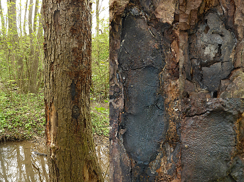 Camarops polysperma 1 Reichsporiger Kugelschwamm Baden Wuerttemberg Stuttgart Schwaebisch Gmuend Bargau Alnus glutinosa Schwarzerle Pyrenomycet Perithezien Bachlauf