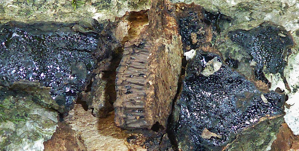 Camarops polysperma 6 Bayerischer Wald Bayern Grosser Falkenstein Nationalpark Fagus Buche Urwaldart Strukturzeiger Blaschke Krieglsteiner Perithezien monostich Pilz