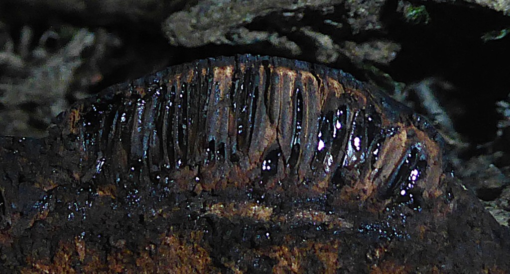 Camarops polysperma 7 Niedersachsen Hann.Muenden Alnus glutinosa Schwarzerle Perithezien monostich parallel Boliniaceae Krieglsteiner PIlzkunde Pilzkurse Mikroskopier