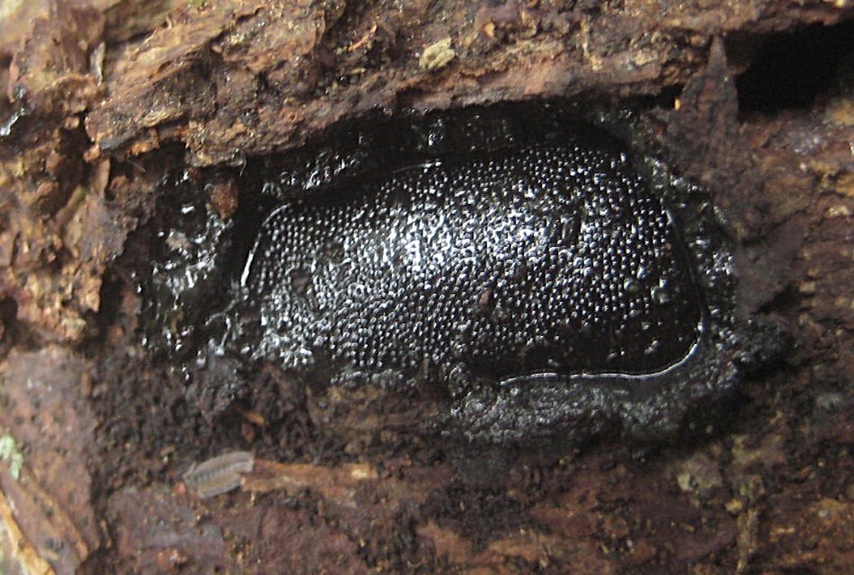 Camarops polysperma 8 Bayern Rhoen Gefaell Seebachtal Alnus glutinosa Perithezien Stroma Biosphaerenreservat Ascomyceten Krieglsteiner Feldmykologe Urwaldart Blaschke