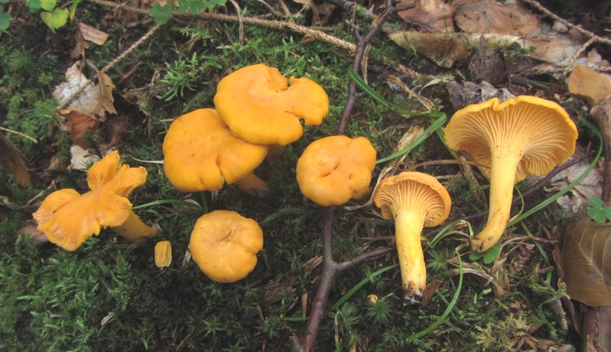 Cantharellus-cibarius-Pfifferling-Schwbischer-Wald-Alfdorf-Leisten-essbar