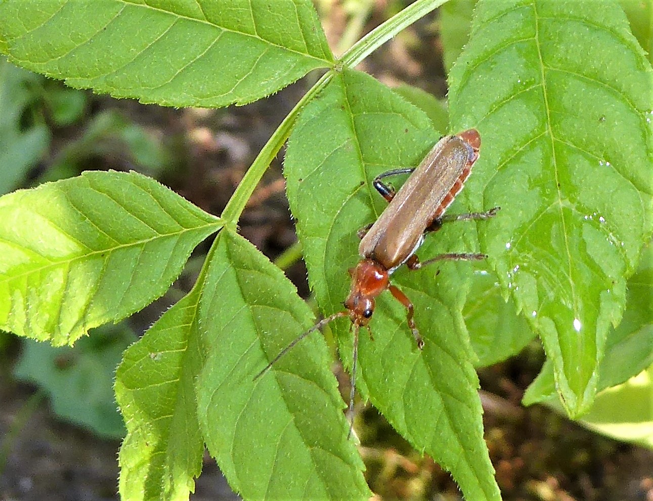 Cantharis livida Weichkfer Variabler Spraitbach Naturgarten Artenvielfalt keine Dueungung keine Pestidzide