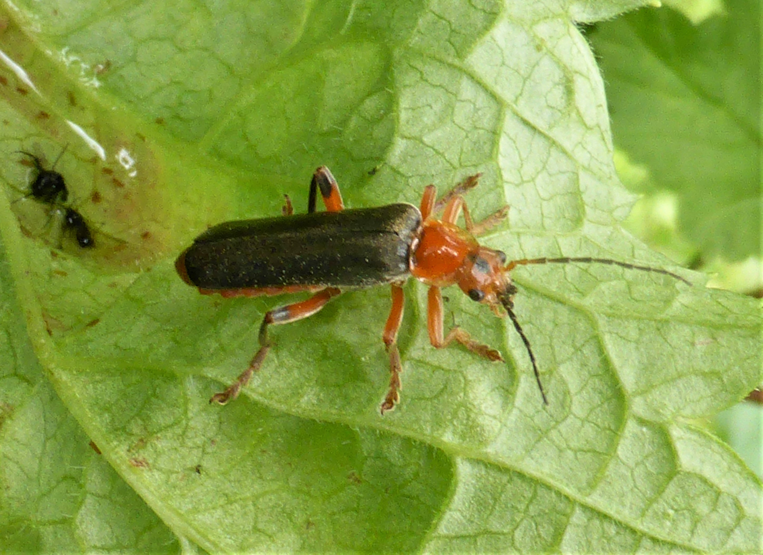 Cantharis livida Weichkfer Variabler Spraitbach Naturgarten PIlzschule Schwaebischer Wald Biodiversitaet Hotspot Zone